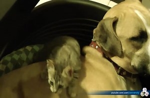 Pitbull vs. Kitten.