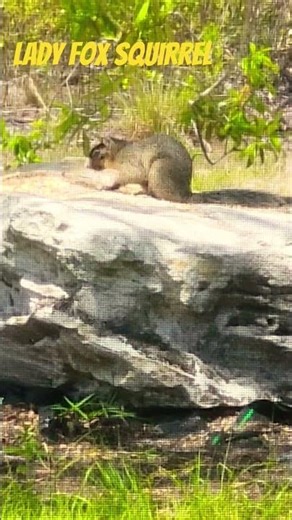 No Fox 🦊 Given, Fox Squirrels have some crazy colors.