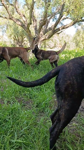 #subscribe #puppy #dog #labrador #animals #youtubeshorts 😍😍👅👀