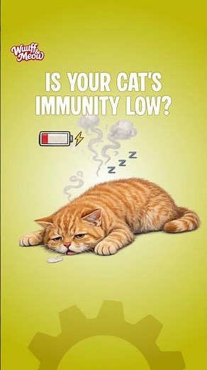 3 Common Cat Problems & The 3 GimCat Pastes That Solve Them