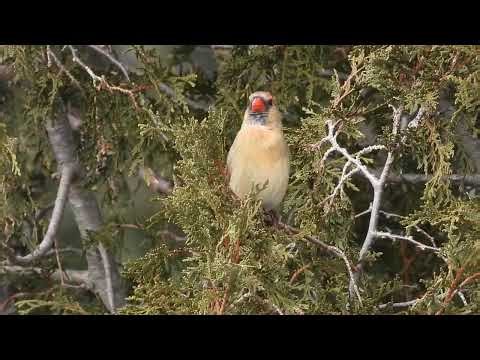 Northern Cardinal Calling