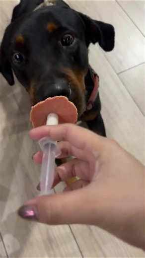 How to Give Your Dog Medicine: A Funny Guide