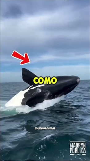 These Are the Strongest and Fastest Animals in the World!