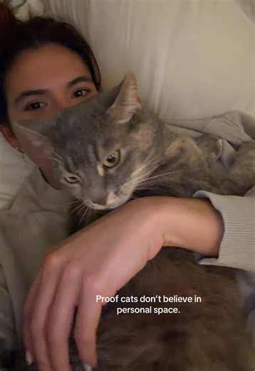 Yes, I’m aware she’s fat 🙄 #cat #funny #catlover #fatcat #catsoftiktok