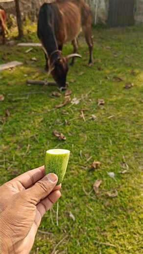 COW😱🐄#baby #tomato🍅 Seva karo 👍 #youtubeshorts #trendingshoraur khilaya #cow #ytshorts #gaumata