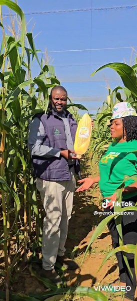 Insights on yellow maize production for silage from Seed Co Botswana's Sales & Agronomy manager Dialwa Kenatshele 📝 #Botswana #SeedCo8️ #ItStartsWithTheRightSeed #womeninagriculture