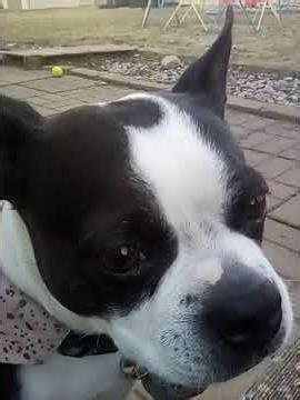 Minnie eating Chicken 🍗🐓