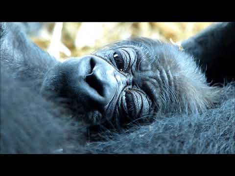 上野動物園ゴリラの赤ちゃん誕生・生後一日（UenoZoo, gorilla baby was born.）