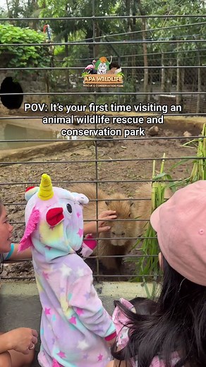 Take a sneak peek into our mission of wildlife rescue and conservation at APA Wildlife Rescue & Conservation Park 🐾🌿#APAWildlifeRescueandConservationPark | APA Wildlife Rescue and Conservation Park