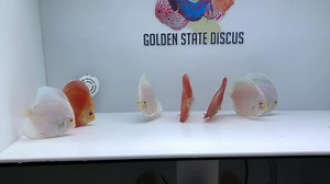 Red golden diamond and mercury ready to ship! $69 flat rate shipping nationwide and $49 in California. Goldenstatediscus.com or DM for more info. | Golden State Discus