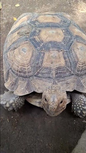 Hug a turtle🐢 #indonesia #turtle #wildlife #animals