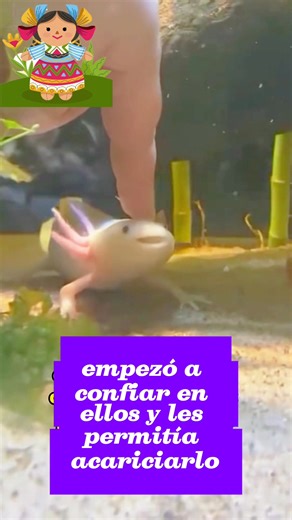 ¿Qué es un ajolote? Según la leyenda, un ajolote (axolotl) era Xólotl, el dios azteca del fuego y el rayo, disfrazado de salamandra para evitar que lo sacrificaran. Pero estos anfibios mexicanos tienen sus propias cualidades únicas: pueden regenerar extremidades perdidas y mantenerse “jóvenes” durante toda la vida. los ajolotes silvestres están en grave peligro de extinción. #mexico #visitmexico #turismonacional | México tiene magia