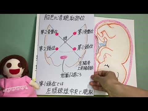 母性看護学 レオポルド触診法
