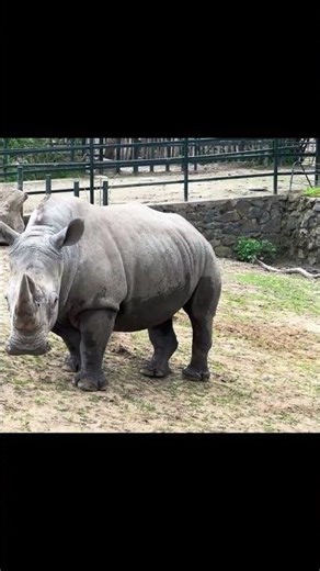 Animal Adventure for Kids 🌿🐘 | Farm & Jungle Animal Names and Facts | Fun Learning with Toys