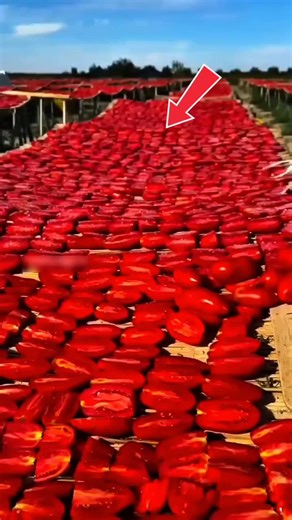 Why Farmers Dry Thousands of Tomatoes Like This We enjoy ketchup and tomato sauce from fresh tomatoes, but in many countries, farmers do something surprising. They slice thousands of tomatoes in half, spread them under the sun, sprinkle a little salt, and dry them for 4–5 days. Once fully dried, these sun-dried tomatoes sell for nearly $200 per kilo — but the real reason behind this process will shock you… #TomatoFacts #FoodSecrets #SunDriedTomatoes #FarmLife #MarketSecrets #UnbelievableFacts #T
