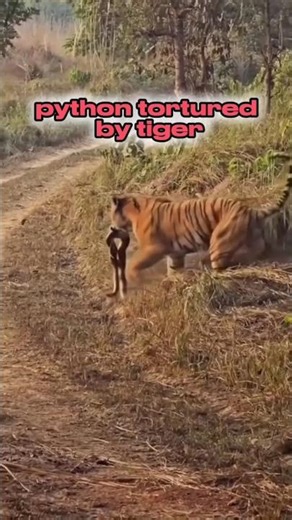 python tortured by tiger #shortvideo #tiger #python #prey #wildlife #fyp
