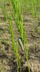 2.2K views · 129 reactions | "Nom, nom..." A monarch caterpillar enjoys a whorled milkweed plant at WisDOT’s Lone Rock remnant prairie in Richland County. Our vegetation management program provides some pretty cool moments along our roadsides, like watching this pollinator in action. #PollinatorWeek #pollinators #MonarchCaterpillar #MonarchButterflies | Wisconsin Department of Transportation | Facebook