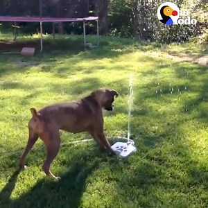 329 reactions · 2.3K shares | ✔✔ This is AMAZING! your dog will have so much fun and be able to drink or cool off whenever she wants to! For a limited time these are 10% off--look for the checkout code on the site. Save your dog from the heat by getting YOURS today here: https://shopessentialmerch.com/products/dog-water-fountain | Essential Water Fountain & Dog Toys | Facebook