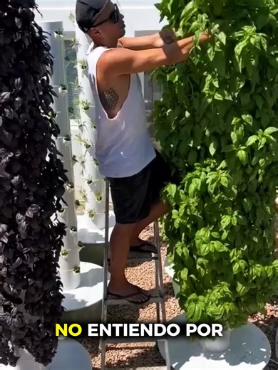 Aprendé a cultivar tus propias hortalizas con hidroponía 🥬💧 y disfrutá alimentos frescos desde tu casa #Hidroponia #hidroponik #cultivo #huertoencasa #HuertoUrbano #huertaorganica #CultivoHidroponico #CultivoEnCasa #hidroponía