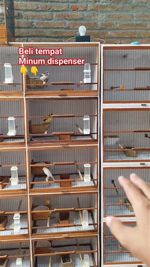 already brooding in the canary breeding cage