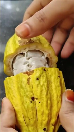Cutting and Eating Fresh CACAO (Cocova) Fruit! #food #fruit #foodie #streetfood #fruitcutting
