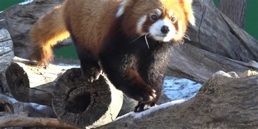 Red River Zoo breeding hope for Chinese red pandas