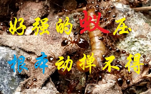 好强的蚁压，根本动掸不得