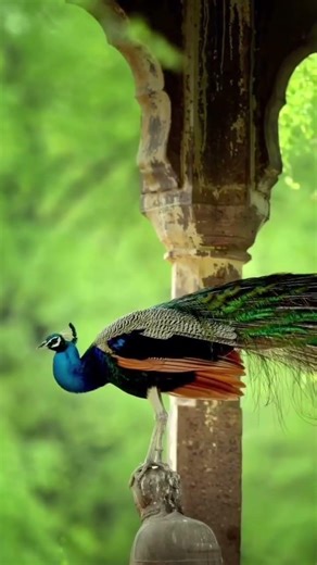 "When a Peacock Paints the Wild: Stunning 4K Wildlife Footage"