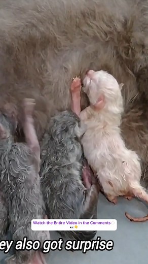 98K views · 1.7K reactions | Mother Cat Ignoring Kittens And Kittens Can’t Drink Milk On Their Own – 1 Kitten Born With Open Eye | Baby Cat | Facebook