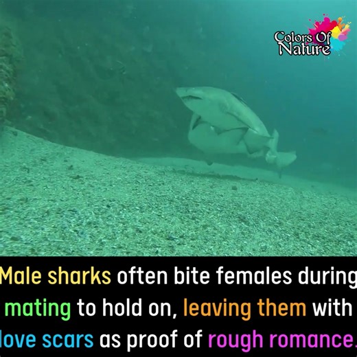 21K views · 2.6K reactions | Male sharks | Colors Of Nature | Facebook