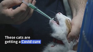 13 reactions | Cypriot cats get human Covid meds The government in...