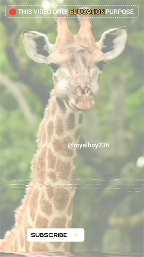 Why Do Giraffes Have Neck Fights 😨