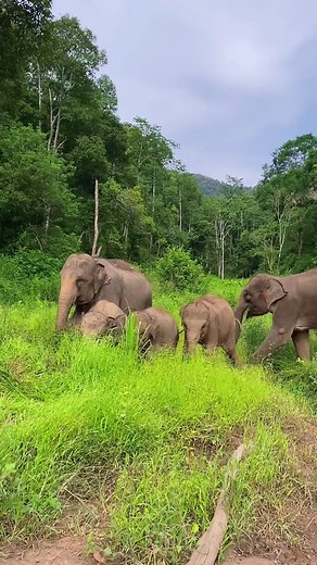 relaxing sound with elephant #elephantlove#elephant | Wild Elephant Valley