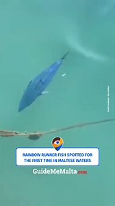 20K views · 99 reactions | The fish has distinctive yellow lines running along the length of its body  This fish, also known as the Hawaiian salmon or Elagatis bipinnulata, is native of the Atlantic and Pacific Ocean, and is easily distinguished by its body shape, and the unique colouration which gives the fish its name, particularly the yellow stripes that run along its body. Facebook - Alan Deidun #GuideMeMalta #raresighting #fish #malta | GuideMeMalta.com | Facebook