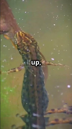 5 MIND BLOWING FACTS ABOUT NEWT !!