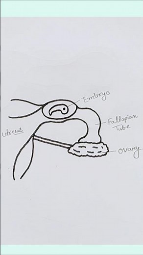 How To Draw Female Reproductive system (Fallopian Tube)//Fallopian Tube Diagram//Uterus #shorts #art
