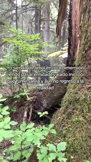 ya llevo aquí 10 años | salvias