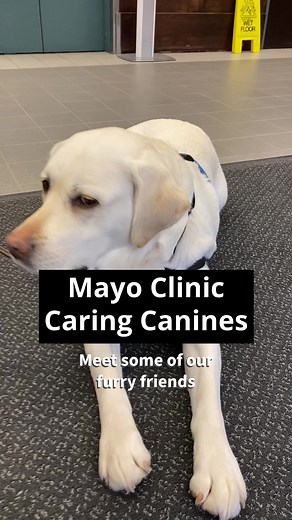 These dogs are among 35 registered therapy dogs at Mayo Clinic in Rochester. Therapy dogs are evaluated to safely interact with a wide range of populations and are skilled in motivational, social and recreational well-being activities. They are screened through Pet Partners or Alliance of Therapy Dogs and their local chapters or evaluators. Therapy dogs come from all different backgrounds and live and work alongside their handlers. All breeds, hair colors, and sizes are welcome. The most importa