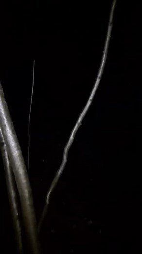 Jurassic World: Dominion (2022) - Allosaurus Sighting in Devil's Tower, Wyoming, USA