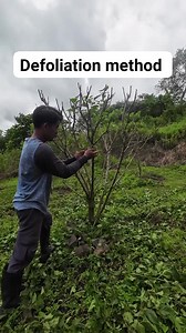 Defoliation 😁... #MulberryFarming #mulberrypruning #mulberrybending #mulberries #gardening | Eric Repizo