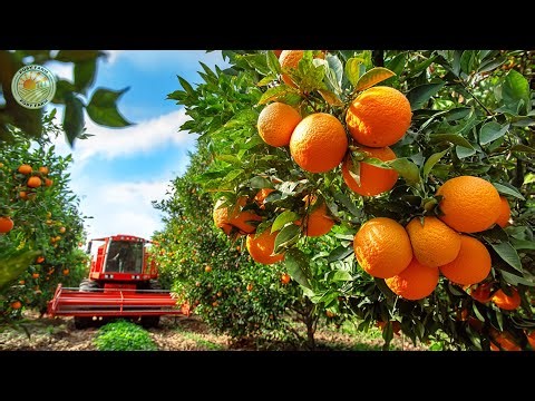 How American Farmers Harvest Millions of Citrus Across Massive Farms | Inside Citrus Farming