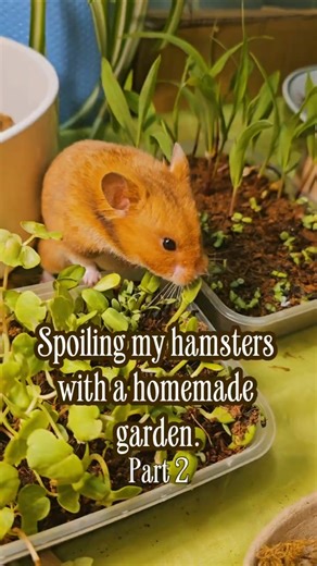 Spoiling my hamsters with homemade garden 🐹🌿 | Second edition 🌱 | 5 different types of seeds. 🌻