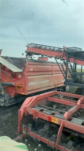 134K views · 882 reactions | Fun Sugar beet fact: Sugar beet is a biennial crop, meaning it takes two years to complete its life cycle, but it is harvested in the first year for sugar production. | Yost Farm | Facebook