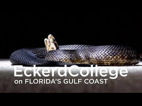 Reptile Research at Eckerd College