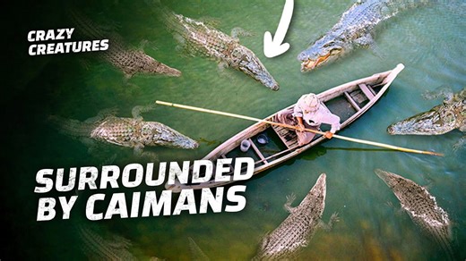 From Wetlands to City Streets: Brazil's Caiman Challenge