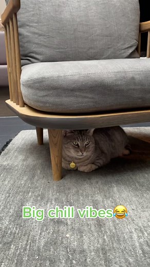 Exploring Java Whiskers: A Cat Cafe in London