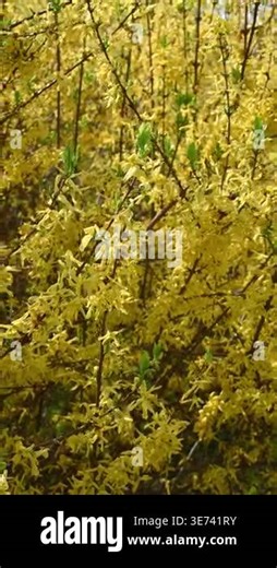 Forsythia bushes blooming in spring garden hedge outdoors Stock Video Footage - Alamy
