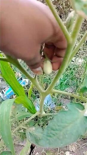 #tamatar ke paudhe k jail ke gate per hospital ke bed peri video#