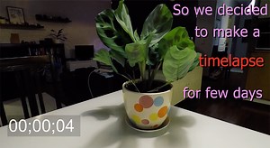 Prayer plant (Maranta leuconeura), a 60-hour time-lapse