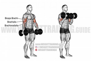 Two-arm dumbbell curl exercise instructions and video